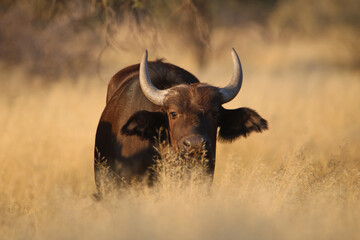 Cape buffalo or African buffalo, game farm, South Africa
