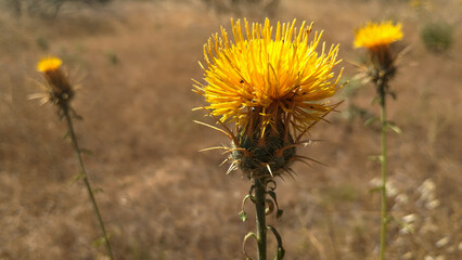 Flores de cardo amarillo