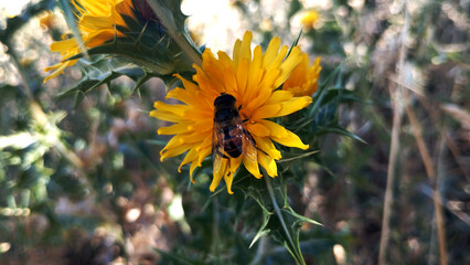 Abeja libando flor de cardo