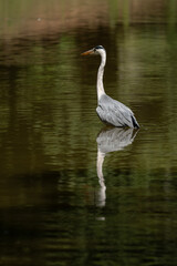 Paris, France - 07 02 2022: A gray heron fishing in the lake of Park des Buttes-Chaumont