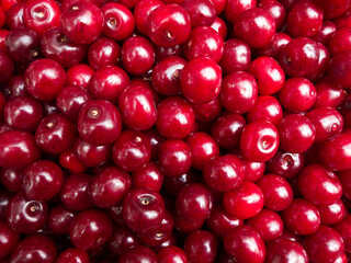 Lots of fresh colorful cherries. Organic fruits