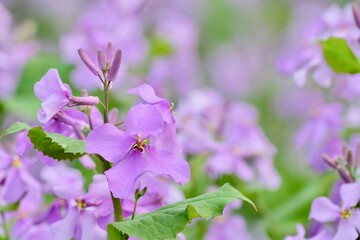 flowers in the garden