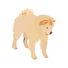 Fototapeta na wymiar Cream chow chow dog breed. Purebred pet dog animal, vector illustration