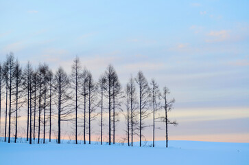 Sunrise tree tree tree in Hokkaido