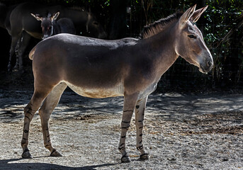 African wild donkey in its enclosure. Latin name - Equus africanus