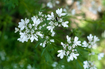 Coriandre, Coriandrum sativum