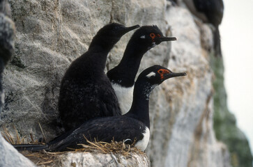 Cormoran de Magellan,.Phalacrocorax magellanicus, Rock Shag
