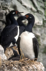Cormoran de Magellan,.Phalacrocorax magellanicus, Rock Shag
