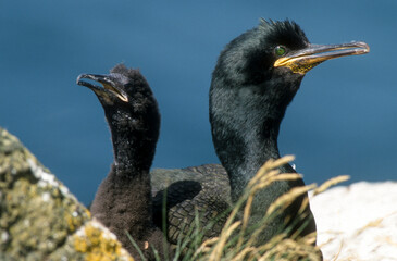 Cormoran huppé, nid, .Phalacrocorax aristotelis, European Shag