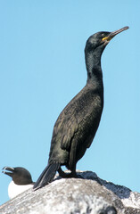 Cormoran huppé, nid, .Phalacrocorax aristotelis, European Shag