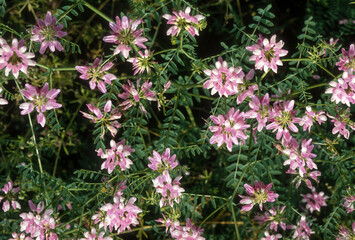 Cornille bigarée, cornilla varia