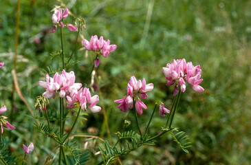 Cornille bigarée, cornilla varia