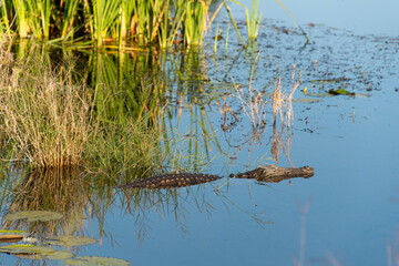 Crocodile du Nil , Crocodylus niloticus, Afrique du Sud