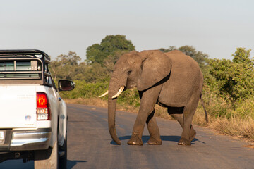 Fototapeta premium Éléphant d'Afrique, Loxodonta africana, Parc national Kruger, Afrique du Sud