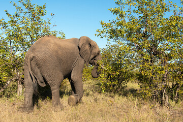 Obraz premium Éléphant d'Afrique, Loxodonta africana, Parc national Kruger, Afrique du Sud