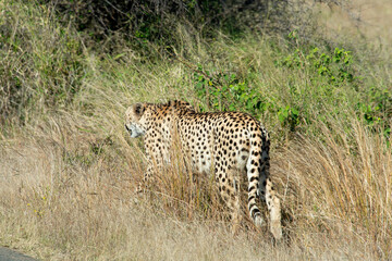 Guépard, cheetah, Acinonyx jubatus, Parc national Kruger, Afrique du Sud