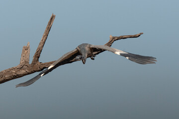 Fototapeta na wymiar Héron mélanocéphale,.Ardea melanocephala, Black headed Heron, Afrique du Sud