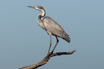 Héron mélanocéphale,.Ardea melanocephala, Black headed Heron, Afrique du Sud