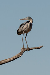 Héron mélanocéphale,.Ardea melanocephala, Black headed Heron, Afrique du Sud