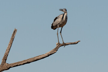 Héron mélanocéphale,.Ardea melanocephala, Black headed Heron, Afrique du Sud