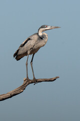 Héron mélanocéphale,.Ardea melanocephala, Black headed Heron, Afrique du Sud