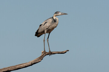 Héron mélanocéphale,.Ardea melanocephala, Black headed Heron, Afrique du Sud