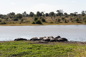 Hippopotame, Hippopotamus amphibius, Tanzanie