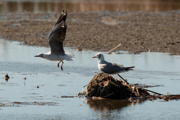 Mouette à tête grise,.Chroicocephalus cirrocephalus, Grey headed Gull