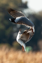 Mouette à tête grise,.Chroicocephalus cirrocephalus, Grey headed Gull