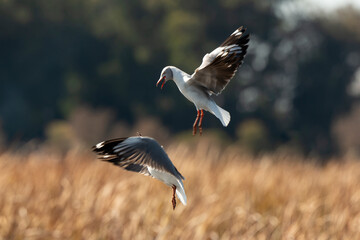 Mouette à tête grise,.Chroicocephalus cirrocephalus, Grey headed Gull