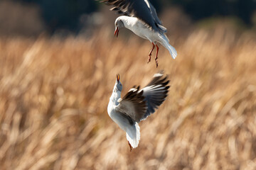 Mouette à tête grise,.Chroicocephalus cirrocephalus, Grey headed Gull