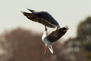 Mouette à tête grise,.Chroicocephalus cirrocephalus, Grey headed Gull