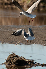 Mouette à tête grise,.Chroicocephalus cirrocephalus, Grey headed Gull