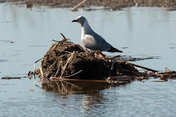 Mouette à tête grise,.Chroicocephalus cirrocephalus, Grey headed Gull