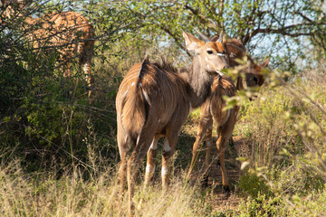 Nyala, male, femelle,.Tragelaphus angasii, Parc national Kruger, Afrique du Sud