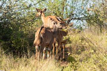 Naklejka na ściany i meble Nyala, male, femelle,.Tragelaphus angasii, Parc national Kruger, Afrique du Sud