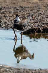 Talève sultane, Poule sultane, .Porphyrio porphyrio, Western Swamphen