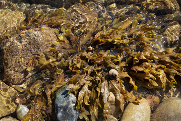 Sea snail on bladder wrack seaweed