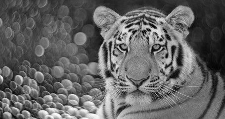 Front view of tiger isolated on black background - Siberian tiger, Amur tiger