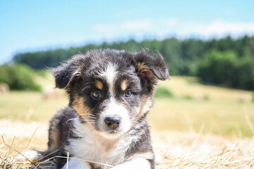 Portrait d'un bébé chiot de race berger australien 
