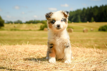 Portrait d'un bébé chiot de race berger australien 