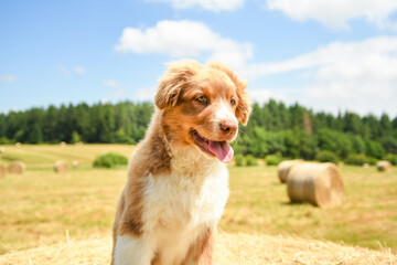 Portrait d'un bébé chiot de race berger australien 
