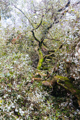 Anti Establishment Tree Vandalism in Melbourne Australia