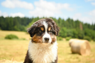 Portrait d'un bébé chiot de race berger australien 