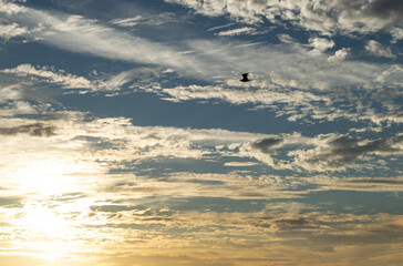sun and clouds and bird