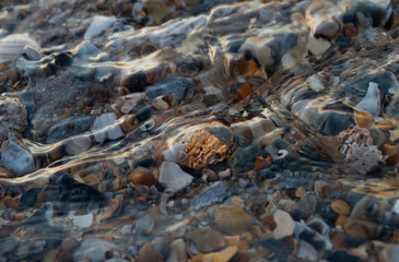 Shells on beach in water