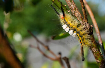 caterpillar on a branch