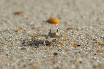 Crab at beach