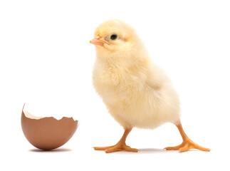 Little chick with egg shell isolated on white background