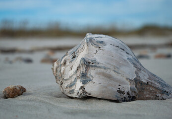 shell on the beach